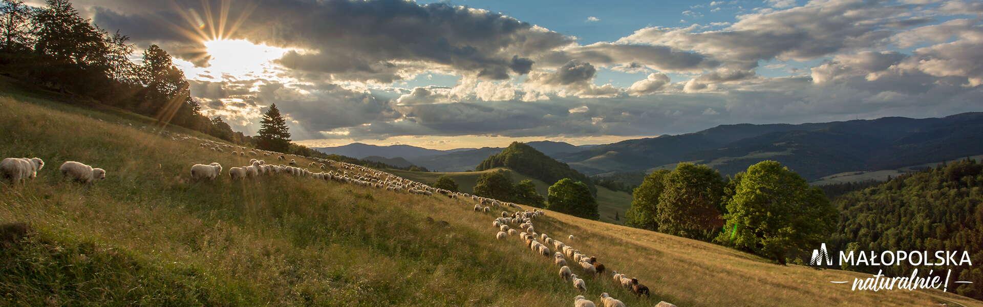 Zbocze góry na którym pasa się owce. W tle zachodzące słońce.
