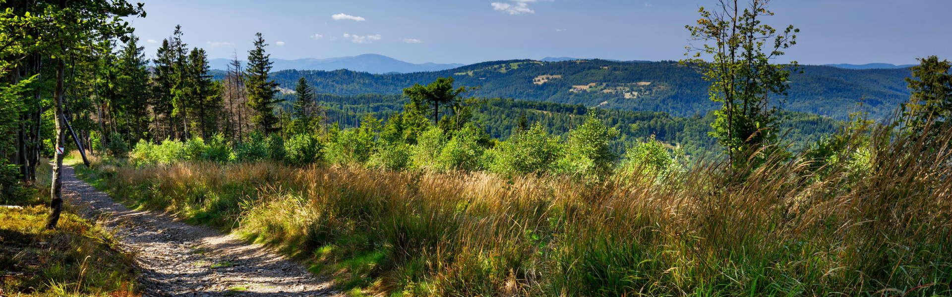 Widok na ścieżkę leśną w Beskidach